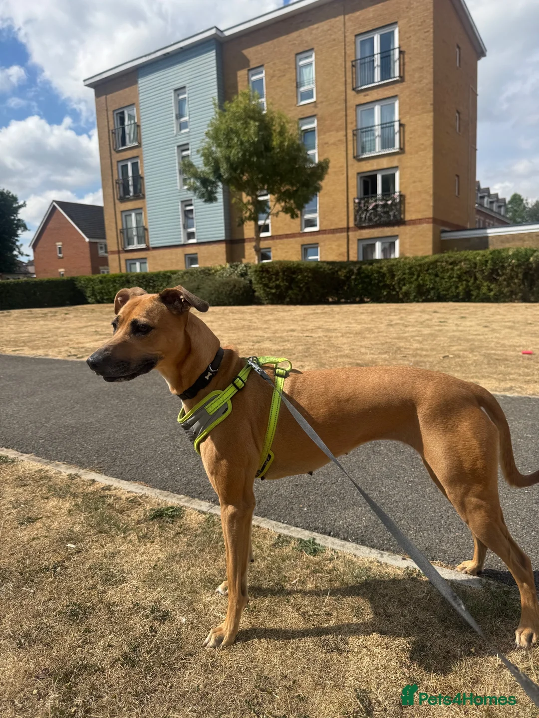 Mixed Breed dogs for sale: Loving & Playful 4 Year-Old Staffy x Saluki – Nala - Advert 5