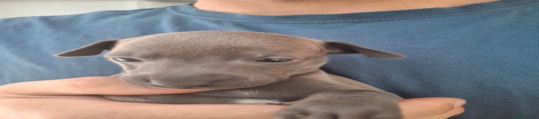 Italian Greyhound Puppy 1