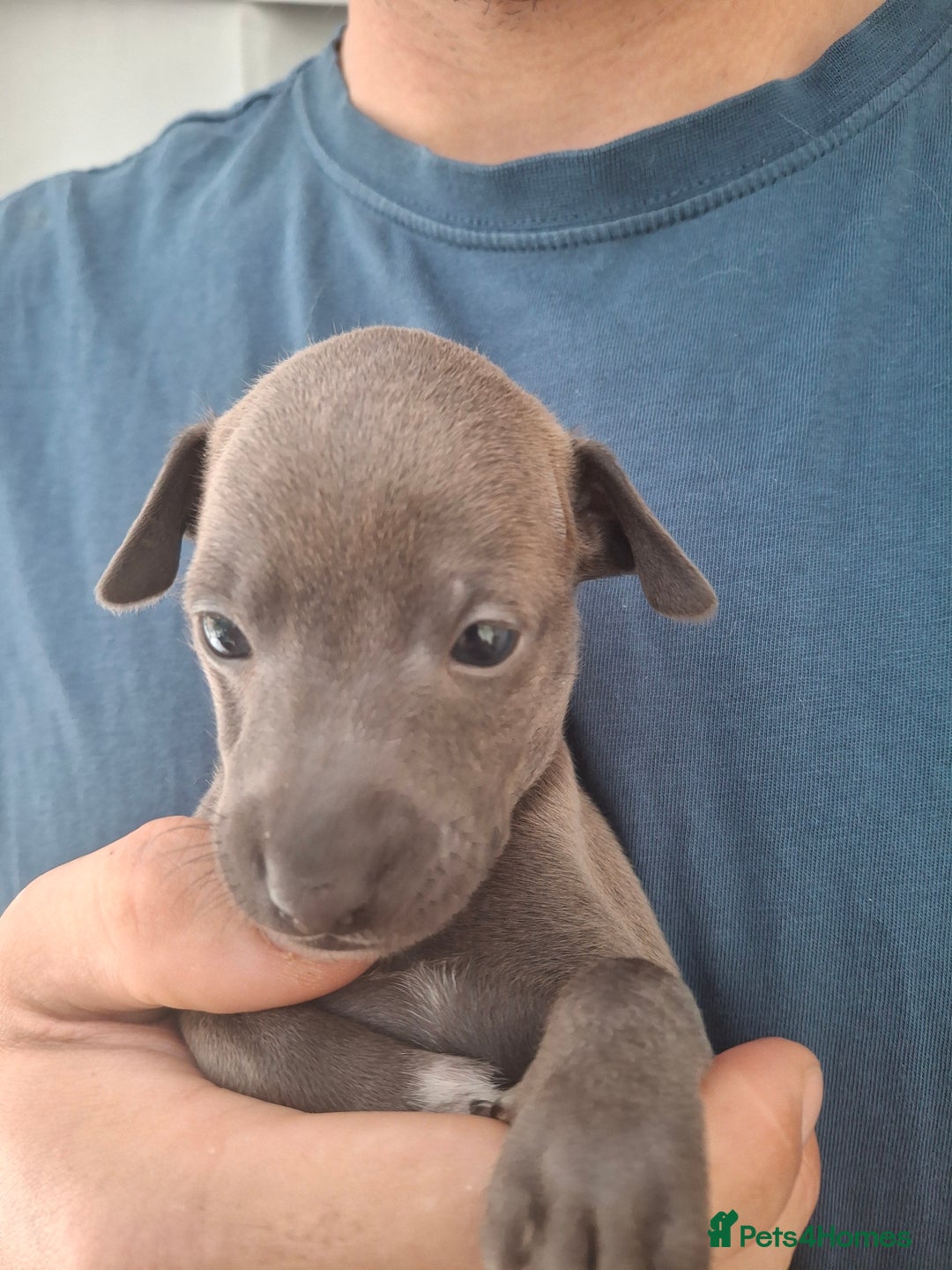 Italian Greyhound dogs for sale: Classic Italian greyhound babies  - Image 6