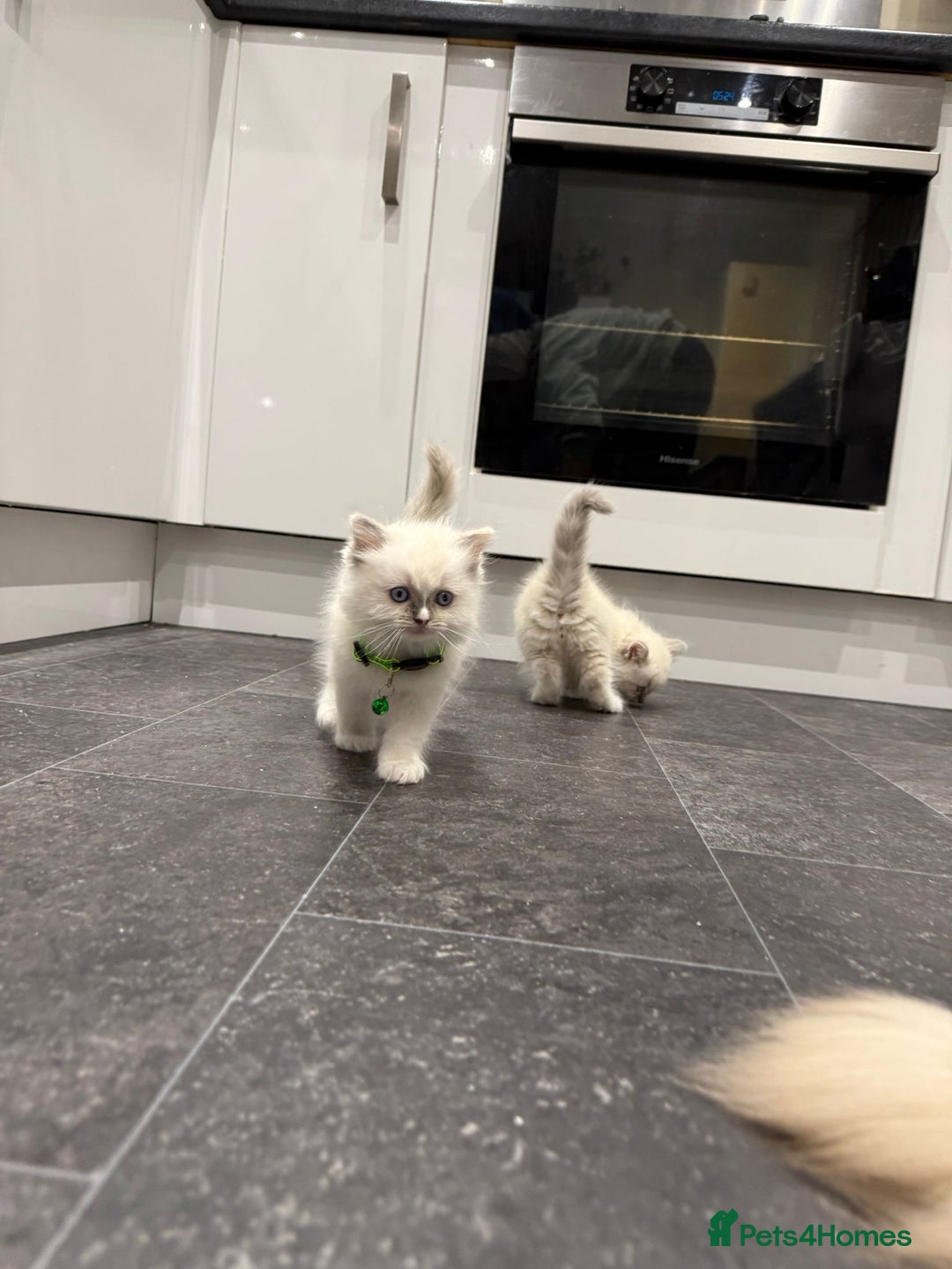 Ragdoll cats for sale: Adorable Pure Ragdoll Kittens - Advert 26