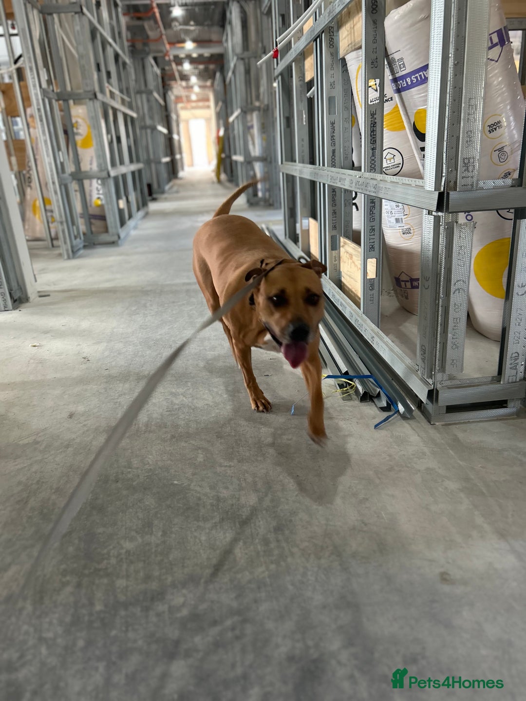 Mixed Breed dogs for sale: Rehome Bonnie  - Advert 6