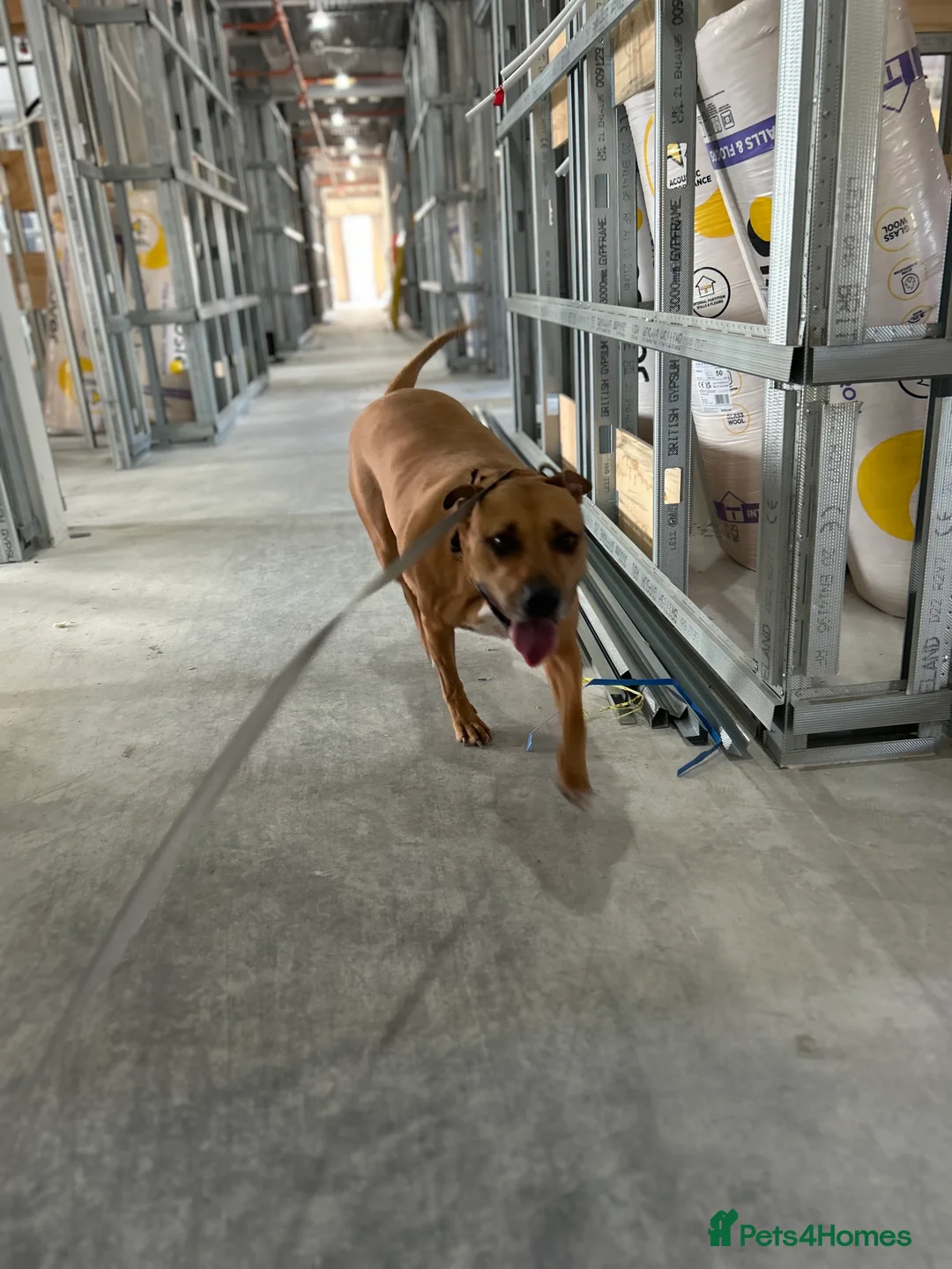 Mixed Breed dogs for sale: Rehome Bonnie  - Advert 7