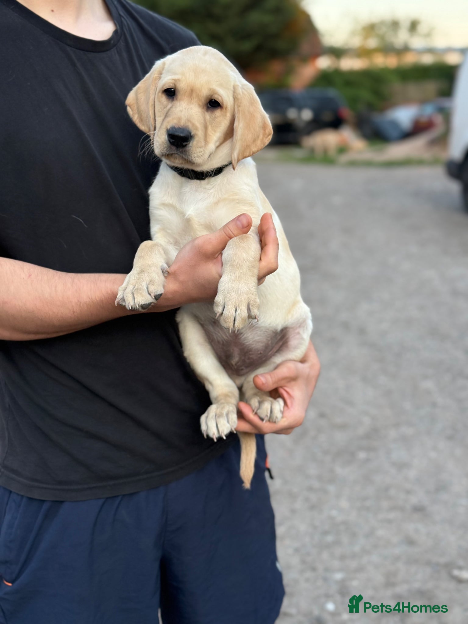 Labrador Retriever dogs FTCH Sired excellent FTCH working line Labradors - Advert 8
