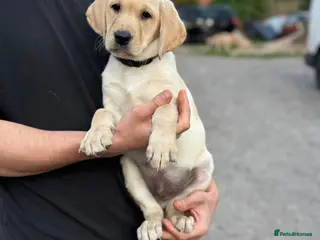 Labrador Retriever dogs FTCH Sired excellent FTCH working line Labradors - Advert 8
