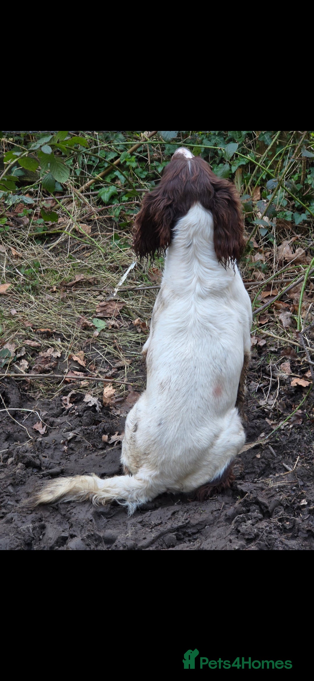 English Springer Spaniel dogs for stud: Kc springer dog available for stud.  - Advert 6