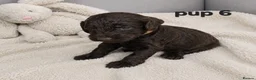 Cockapoo dogs for sale: Rare F1 cockapoo pups with mix blue eyes colour - Advert 10