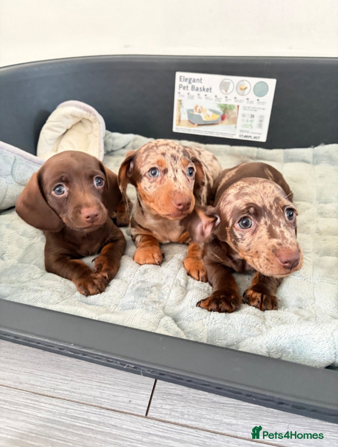 Dachshund dogs 3 Dachshund girls - Advert 1