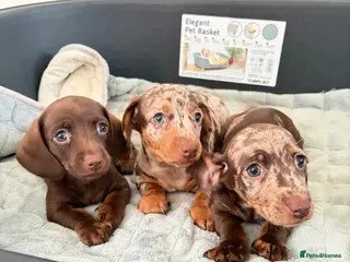 Dachshund dogs 3 Dachshund girls - Advert 1