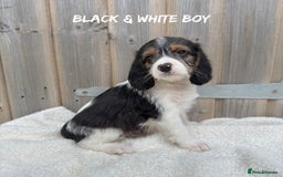 Mixed Breed dogs for sale: 🤎 BABY POOGLES (beagleXminiature poodle)🤎 in Rhayader - Image 6
