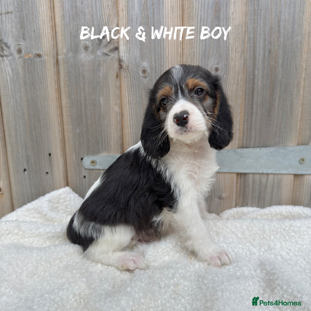 Mixed Breed dogs for sale: 🤎 BABY POOGLES (beagleXminiature poodle)🤎 in Rhayader - Image 6