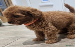 Cavapoo dogs for sale: Red F1B Toy Cavapoos - Image 4