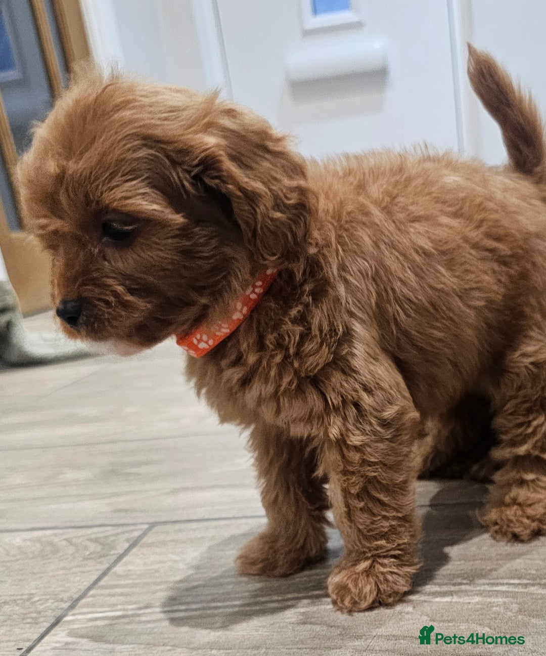 Cavapoo dogs for sale: Red F1B Toy Cavapoos - Image 4