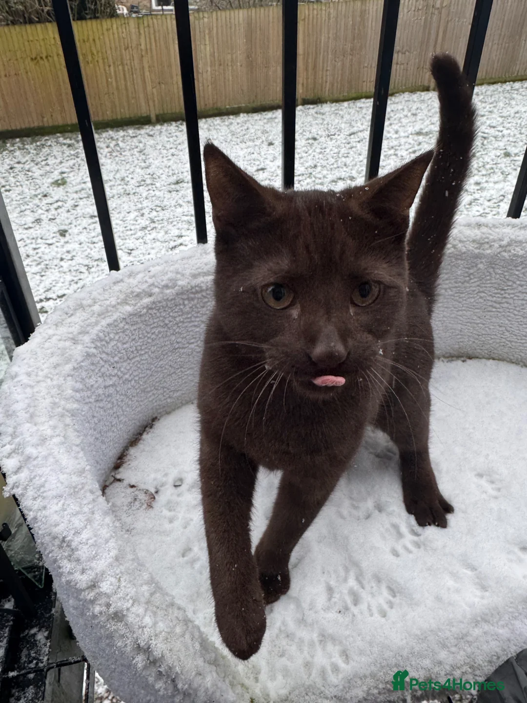 Mixed Breed cats for sale: Chocolate Brown Cat - Reggie/Reg in High Wycombe - Advert 1