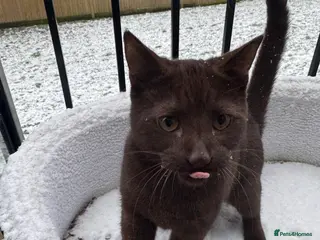 Mixed Breed cats Chocolate Brown Cat - Reggie/Reg - Advert 2