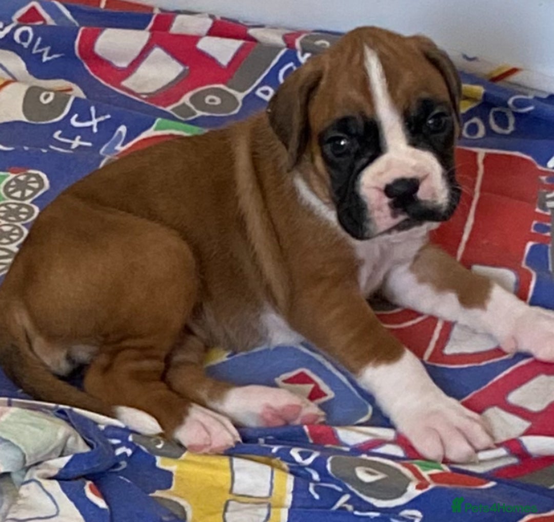 Boxer dogs for sale: Kc Boxer puppy’s bobtail and long licensed breeder - Image 11