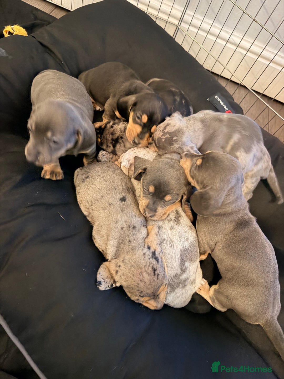 Dachshund dogs for sale: Family dogs first puppies - stunning Dachshunds  - Advert 3