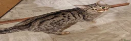 Bengal cats for sale: Beautiful bengal female cat  in Barry - Advert 2
