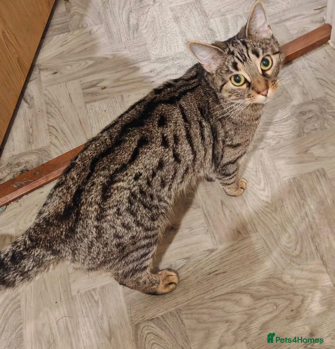 Bengal cats for sale: Beautiful bengal female cat  in Barry - Advert 2