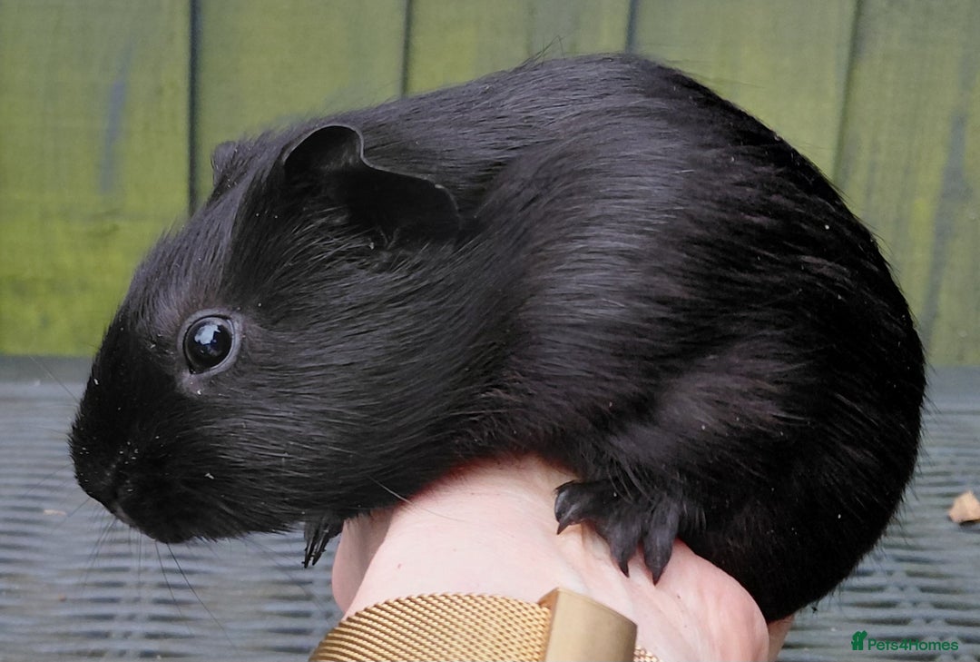 Guinea Pig rodents for sale: 3 male baby piggies for sale - Advert 8