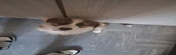 Border Collie dogs for sale: A beautiful male pup, border collie  - Advert 3