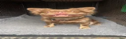 French Bulldog dogs for sale: French bulldog puppies - Advert 1
