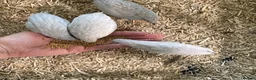Quail poultry for sale: 5 Pairs of Adult Button Quail (pls read all info) - Advert 6