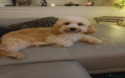 Cavachon dogs for sale: Maddie 8 months - Image 4