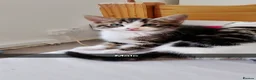 British Shorthair cats for sale: Ready to go  - Advert 4