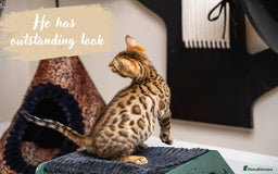 Bengal cats for sale: Dune- Stunning Bengal Boy- TICA with champion line - Image 3