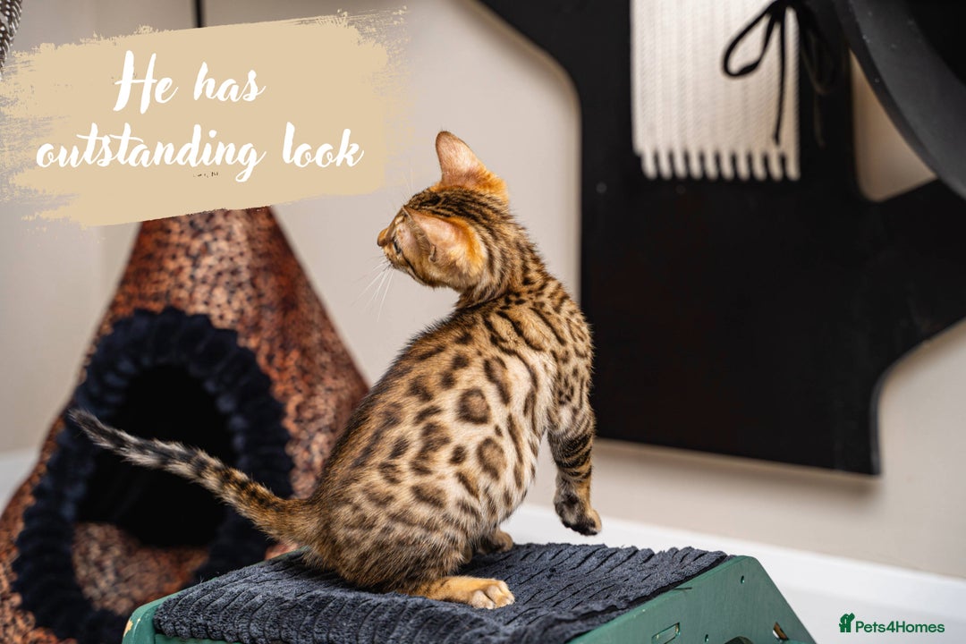 Bengal cats for sale: Dune- Stunning Bengal Boy- TICA with champion line - Image 3