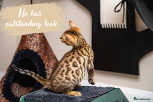 Bengal cats - Advert 4