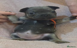 French Bulldog dogs for sale: Beautiful French Bulldog Puppies - Image 13