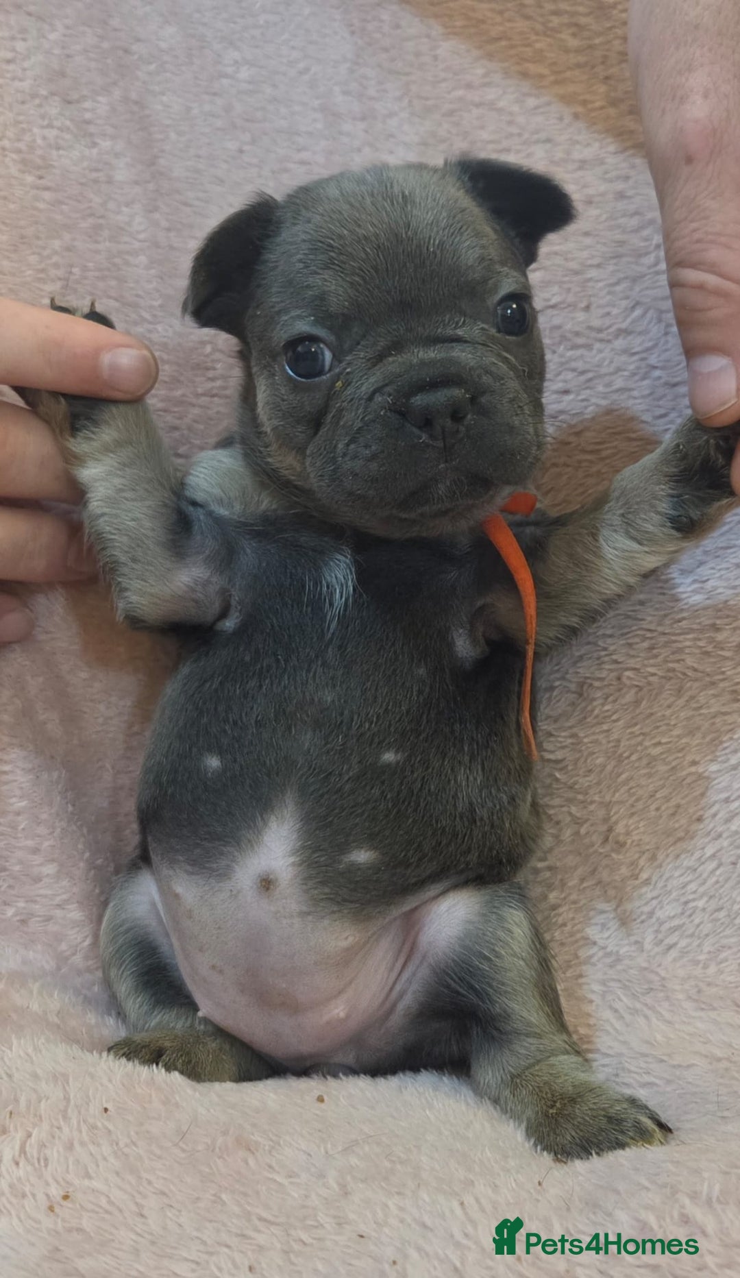 French Bulldog dogs for sale: Beautiful French Bulldog Puppies - Image 13