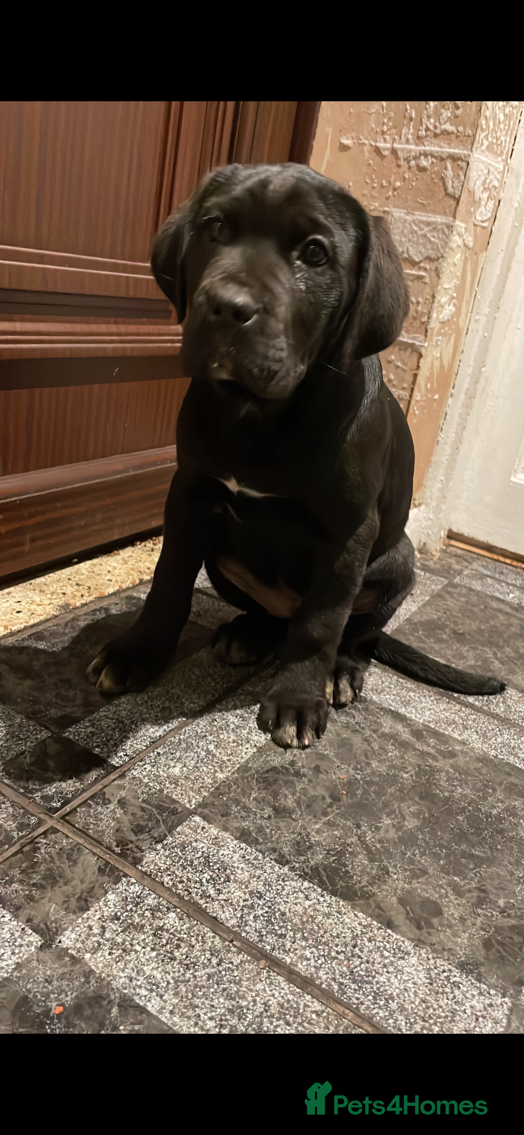 Cane Corso dogs for sale: Full pedigree cane corso - Advert 12