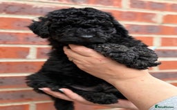 Miniature Poodle dogs for sale: Miniature Poodle Puppies from DNA tested Parents - Image 12