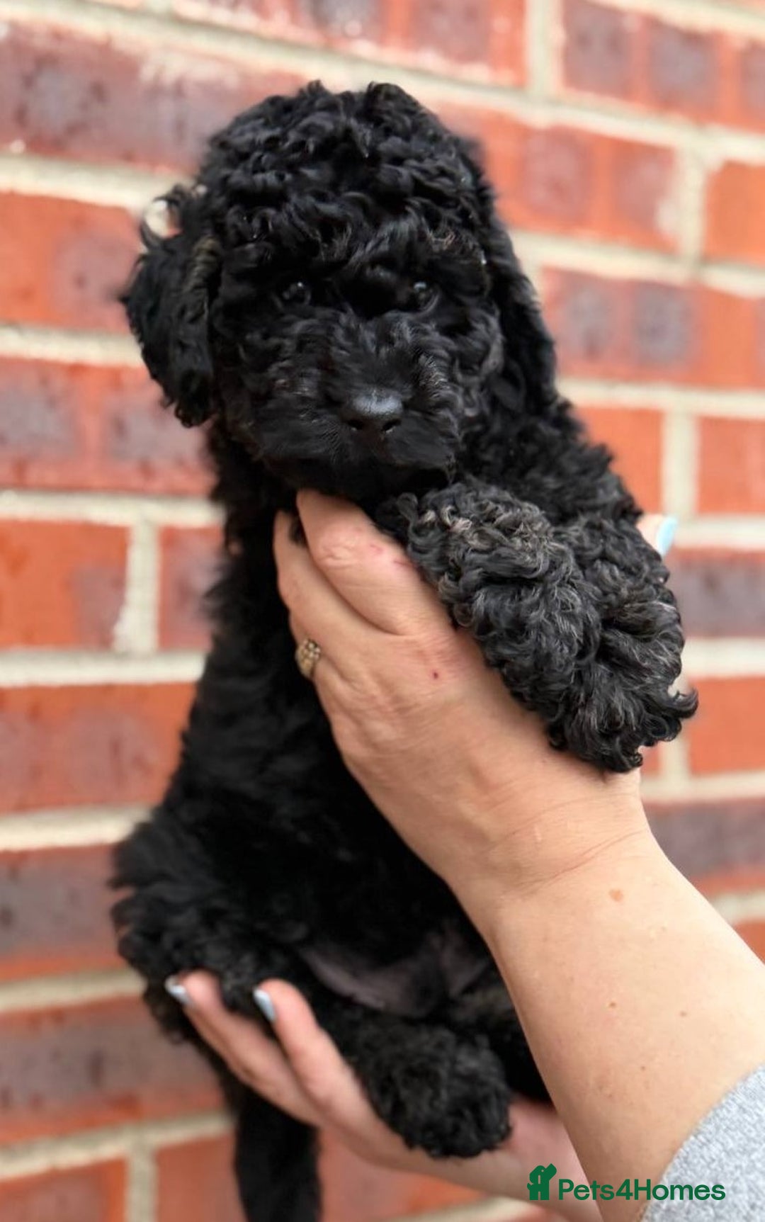 Miniature Poodle dogs for sale: Miniature Poodle Puppies from DNA tested Parents - Image 12