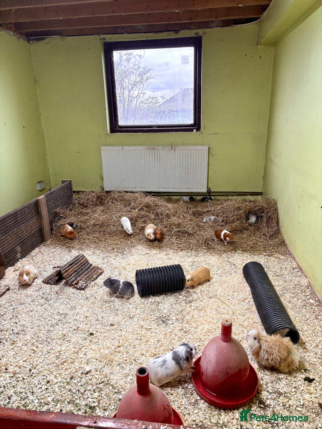 Guinea Pig rodents for sale: ✨Lots of Baby boy Guinea Pigs ✨🐹🩵 - Image 29