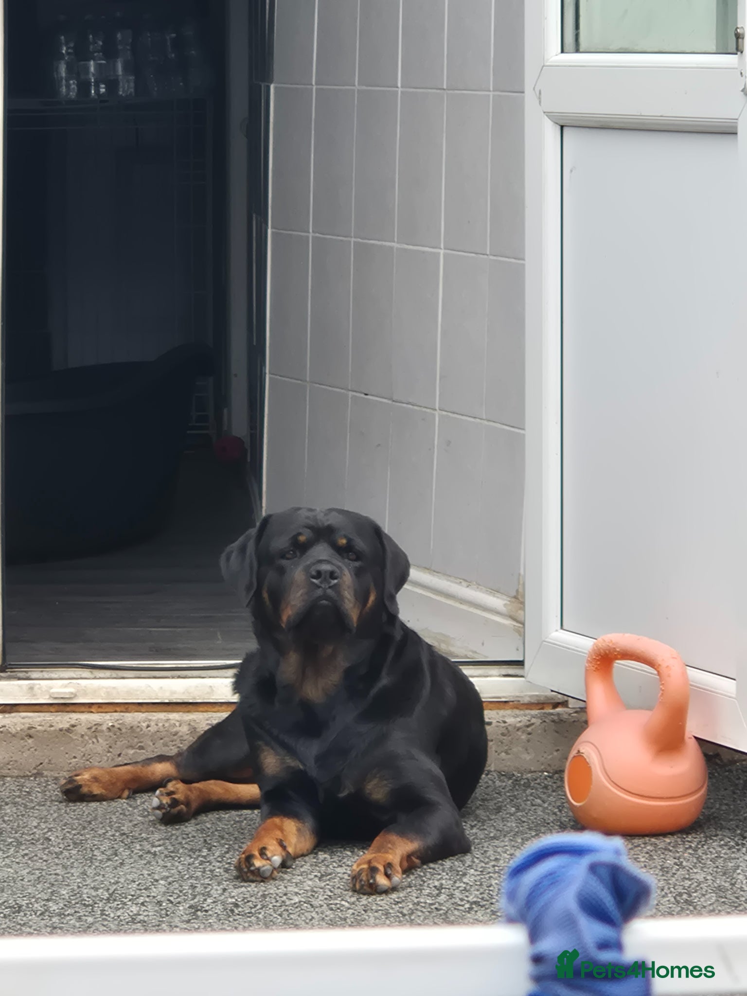 Rottweiler dogs Rottweiler Puppies Looking for Their Forever Homes - Advert 4