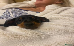Miniature Dachshund dogs for sale: Tiny girl  - Image 3