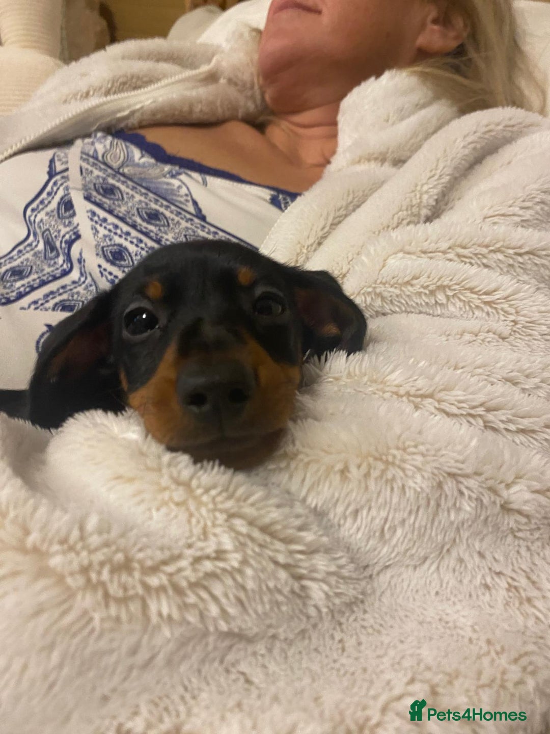 Miniature Dachshund dogs for sale: Tiny girl  - Image 3