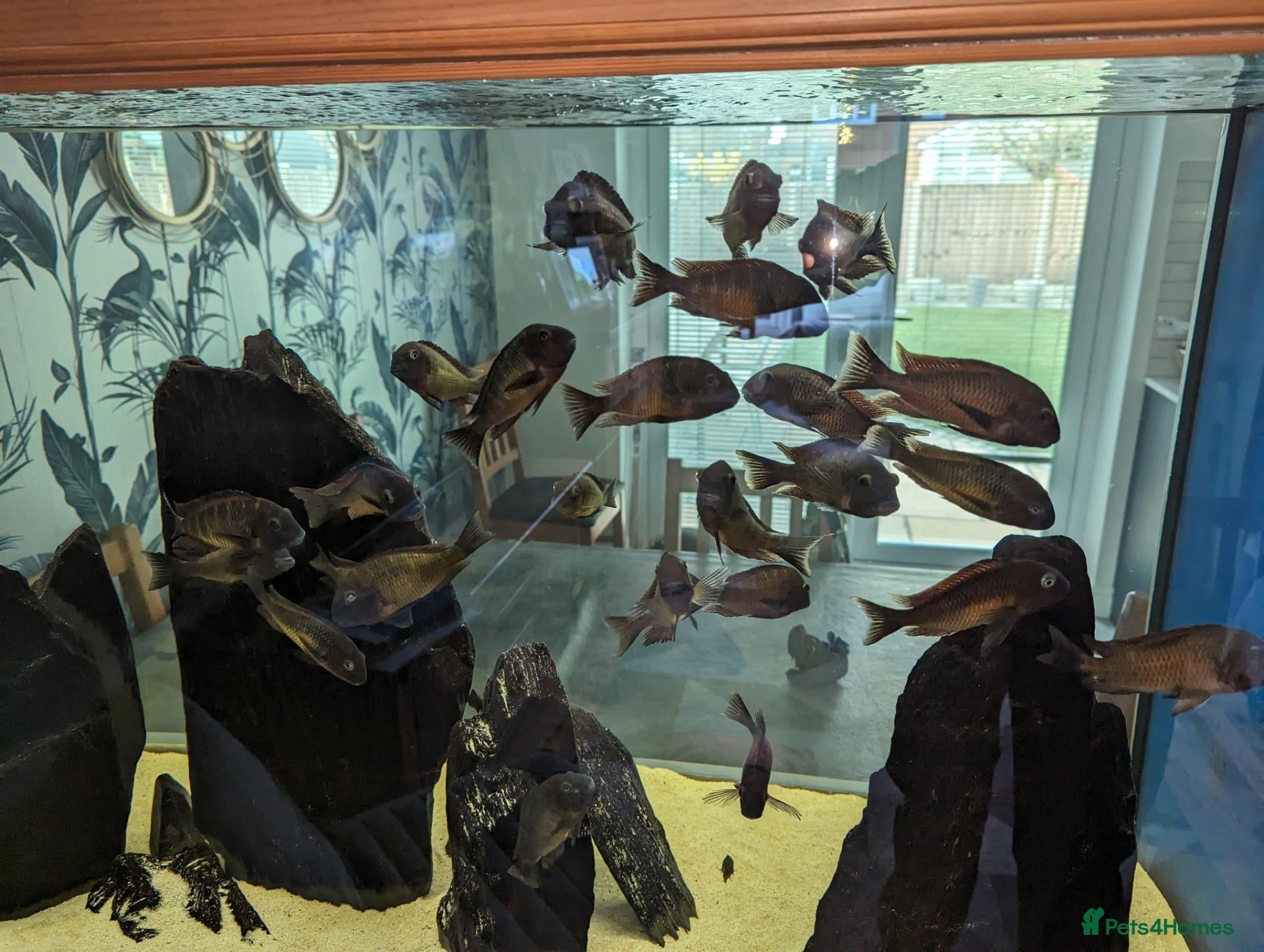 Cichlids fish Tropheus Red Rainbows  - Advert 15