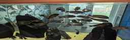 Cichlids fish for sale: Tropheus Red Rainbows  in Carnforth - Advert 1