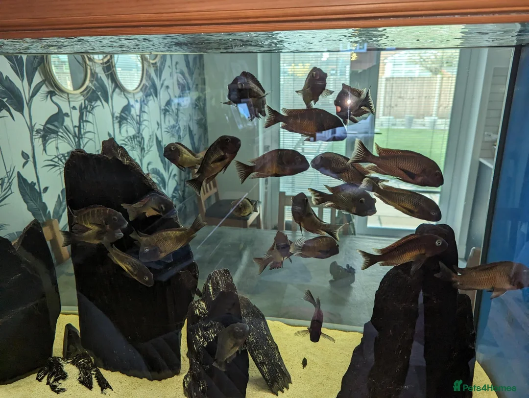 Cichlids fish for sale: Tropheus Red Rainbows  in Carnforth - Advert 1