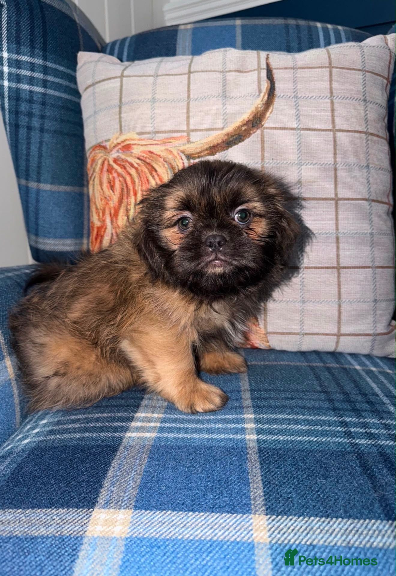 Shih Tzu dogs Last KC Blue Boy Available  - Advert 2