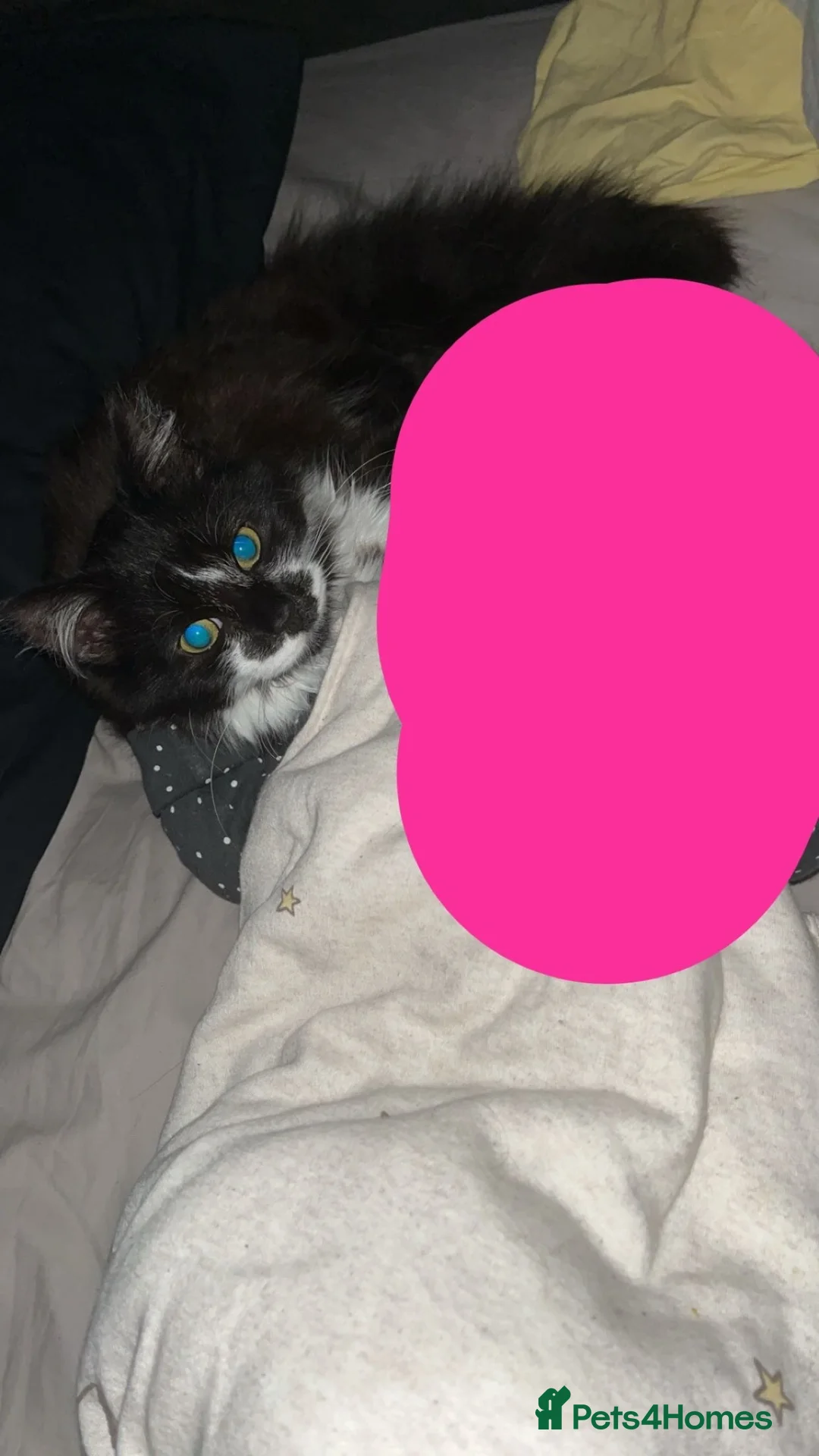 Mixed Breed cats for sale: Our tuxedo cat Harry  - Advert 1