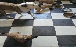Mixed Breed dogs for sale: American bulldog x Staffordshire terrier puppies  - Image 11