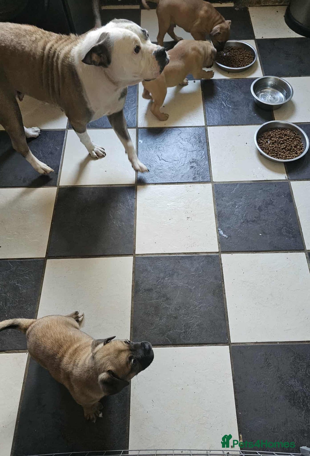 Mixed Breed dogs for sale: American bulldog x Staffordshire terrier puppies  - Image 11
