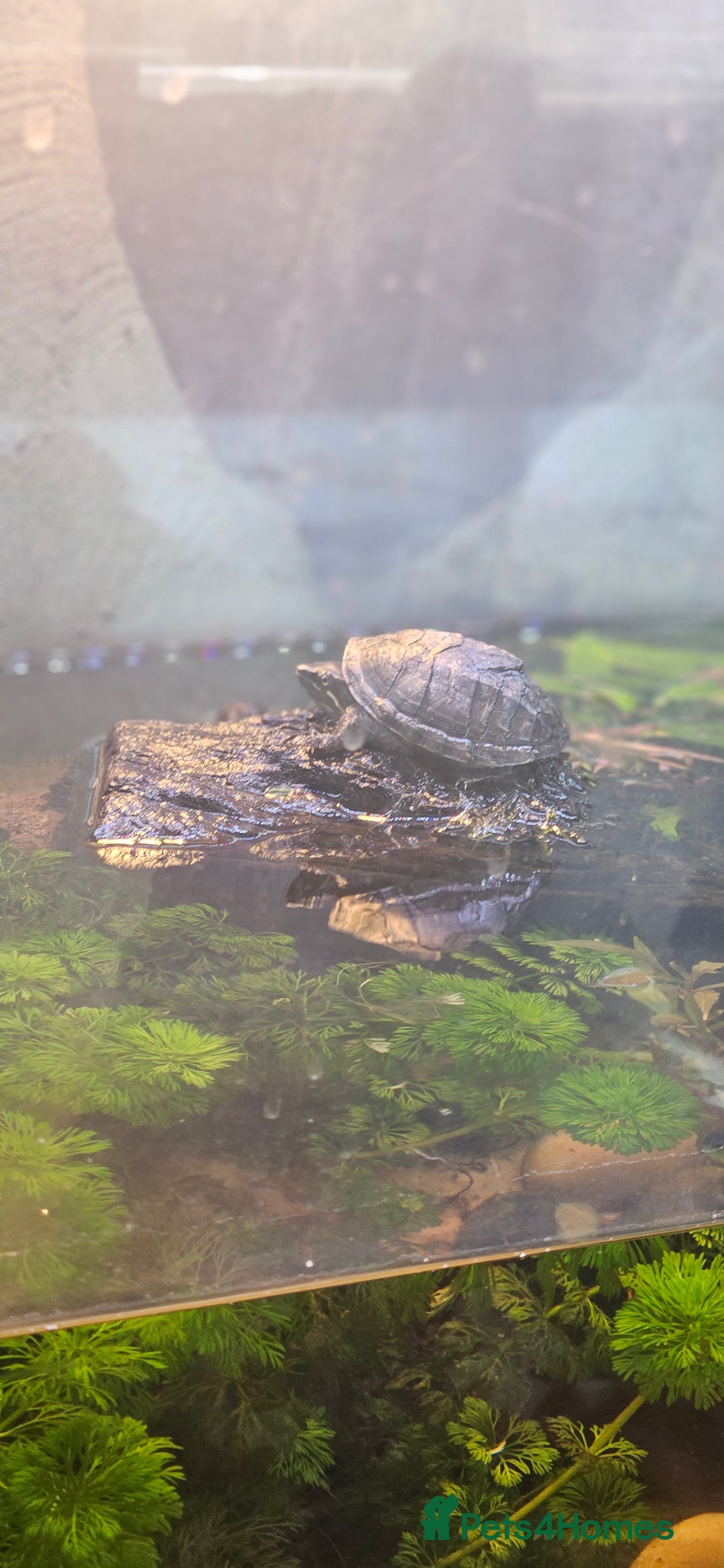 Turtle reptiles for sale: 2 musk turtles  - Image 7