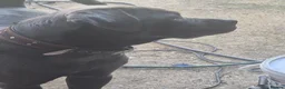 Cane Corso dogs for sale: Nyla  - Advert 18
