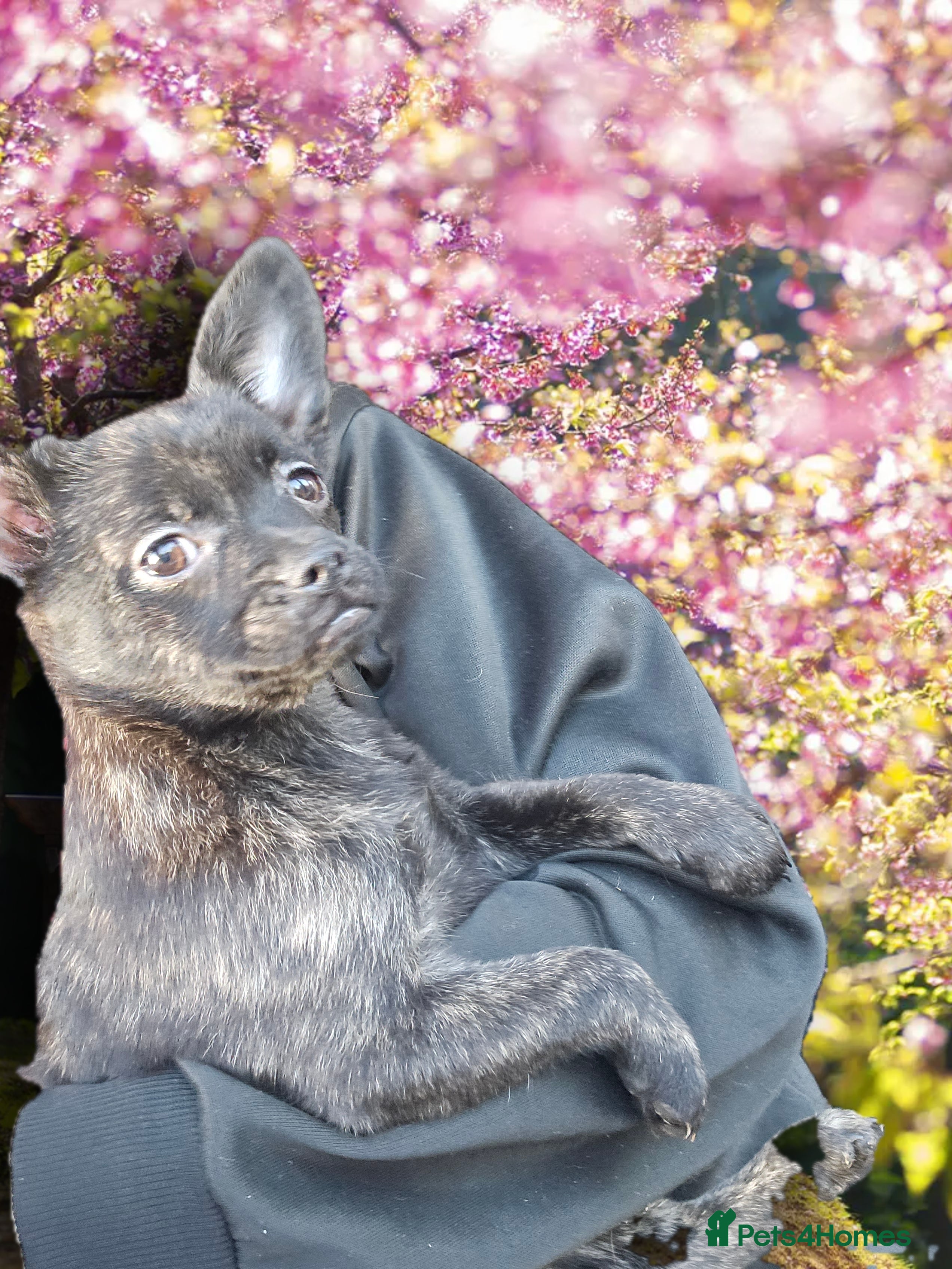 French Bulldog dogs ❤️⭐️  Adorable Frenchie poms ❤️⭐️ ONLY 2 LEFT ⭐️ - Advert 1